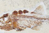 Cretaceous Predatory Fish (Eurypholis) - Fish In Stomach! #173369-3